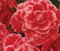 Бегония клубневая Он Топ Мелон Лэйс (Begonia x tuberhybrida 'On Top Melon Lace')