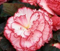 Бегония клубневая Он Топ Пинк Хало (Begonia x tuberhybrida 'On Top Pink Halo')
