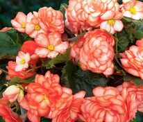 Бегония клубневая Он Топ Полька Дот (Begonia x tuberhybrida 'On Top Polka Dot')