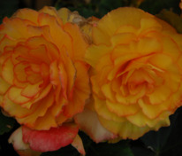 Бегония клубневая Он Топ Сансет Шаде (Begonia x tuberhybrida 'On Top Sunset Shades')