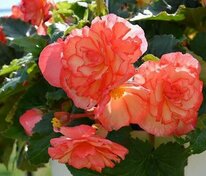 Бегония клубневая Он Топ Сюрпрайз (Begonia x tuberhybrida 'On Top Surprise')