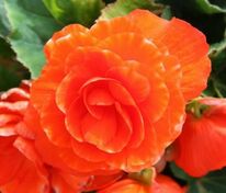 Бегония клубневая Фортуна Голден Шейдс (Begonia x tuberhybrida 'Fortune Golden Shades')