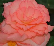 Бегония клубневая Фортуна Салмон Биколор (Begonia x tuberhybrida 'Fortune Salmon Bicolour')