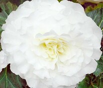 Бегония клубневая Фортуна Уайт виз Роуз Бек (Begonia x tuberhybrida 'Fortune White with Rose Back')