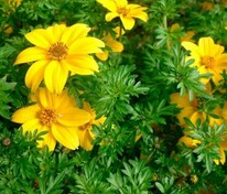 Биденс (Bidens)