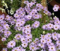 Брахикома (Brachyscome)