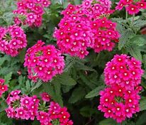 Вербена (Verbena)