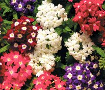 Вербена Обсешн Айд Микс (Verbena x hybrida 'Obsession Eyed Mix')