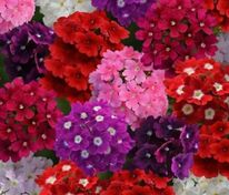 Вербена Обсешн Микс (Verbena x hybrida 'Obsession Mix')