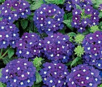 Вербена гибридная компактная Кварц Блю (Verbena x hybrida 'Quartz Blue')