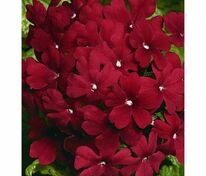 Вербена гибридная компактная "Quartz Bordeaux XP" (Кварц Бордо XP)