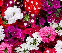 Вербена гибридная компактная Кварц Микс (Verbena x hybrida 'Quartz Mix') смесь