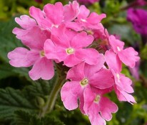 Вербена гибридная компактная Кварц Пинк XP (Verbena x hybrida 'Quartz Pink XP')