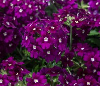Вербена гибридная компактная "Quartz Purple XP" (Кварц Пурпл XP)