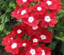 Вербена гибридная компактная Кварц Ред виз Ай XP (Verbena x hybrida 'Quartz Red with Eye XP')