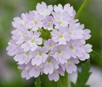 Вербена гибридная компактная Кварц Силвер ХР (Verbena x hybrida 'Quartz Sliver XP')