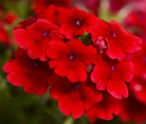 Вербена гибридная компактная Кварц Скарлет XP (Verbena x hybrida 'Quartz Scarlet XP')