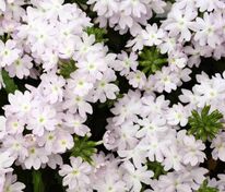 Вербена гибридная компактная Кварц Уайт XP (Verbena x hybrida 'Quartz White XP')