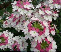 Вербена гибридная компактная Обсешн Твистер Ред (Verbena x hybrida 'Obsession Twister Red')