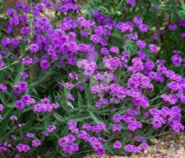 Вербена красивая ползучая Имэджинэйшен Вайолет (Verbena speciosa 'Imagination Violet')