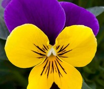 Виола рогатая "Floral Power Gold Purple Wing" (Флорал Пауэр Голд Перпл Винг)