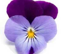 Виола рогатая Флорал Пауэр Лилак Перпл Винг (Viola cornuta 'Floral Power Lilac Purple Wing')