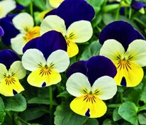 Виола рогатая Эдмаер Лимончелло Пурпл Винг (Viola cornuta 'Admire Limoncello Purple Wing')