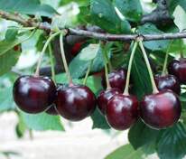 Вишня Морозовка (Prunus cerasus 'Morozovka')