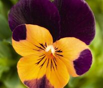 Виола рогатая Оранж Виолет Винг (Viola cornuta 'Orange Violet Ving')
