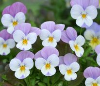 Виола рогатая Флорал Пауэр Персиан Пинк (Viola cornuta 'Floral Power Persian Pink')