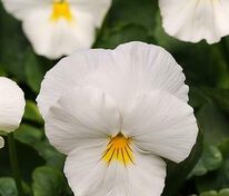 Виола рогатая Фловер Пауэр Вайт Лэвендер (Viola cornuta 'Floral Power White Lavender')