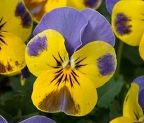 Виола рогатая "Floral Power Yellow Blue Wing" (Флорал Пауер Еллоу Блю Винг)