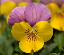 Виола рогатая Еллоу Пинк Джамп Ап (Viola cornuta 'Yellow Pink Jump Up')
