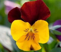 Виола рогатая Флорал Пауэр Еллоу Ред-Винг (Viola cornuta 'Floral Power Yellow Red-Wing')
