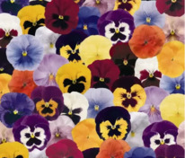 Виола Виттрока Инспайер Делюкс Блотч Микс (Viola x wittrockiana 'Inspire DeluXXe Blotch Mix')