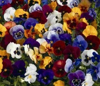 Виола Виттрока Инспайер Делюкс Макси Микс (Viola x wittrockiana 'Inspire DeluXXe Maxi Mix')