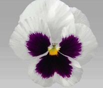 Виола Виттрока Инспайер Делюкс Вайт Блотч (Viola x wittrockiana 'Inspire DeluXXe White Blotch')