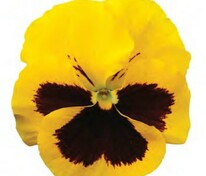 Виола Виттрока Инспайер Делюкс Еллоу Блотч (Viola x wittrockiana 'Inspire DeluXXe Yellow Blotch')