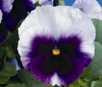 Виола Виттрока Инспайр Биконсфилд (Viola x wittrockiana 'Inspire Beaconsfield')