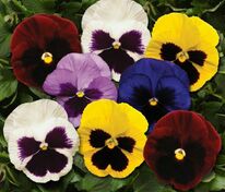 Виола Виттрока Инспаер Блотч Микс (Viola x wittrockiana 'Inspire Blotch Mix')