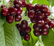 Дюк Ночка (Prunus x gondouinii 'Nochka')