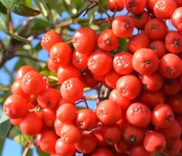 Рябина обыкновенная Вкусная (Sorbus aucuparia 'Vkusnaya')