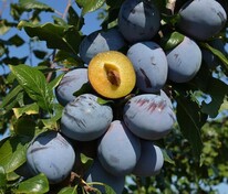 Слива Топ Гигант (Prunus domestica 'Top Giant')