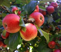 Яблоня Мечта (Malus domestica 'Mechta')