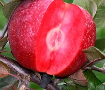 Яблоня красномякотная Ред Кэтти (Malus domestica 'Red Ketty')