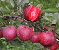 Яблоня красномякотная Эра (Malus domestica 'Era')