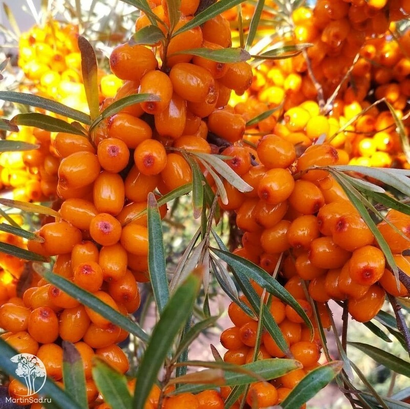 Облепиха Ароматная (Hippophae rhamnoides 'Aromatnaya')