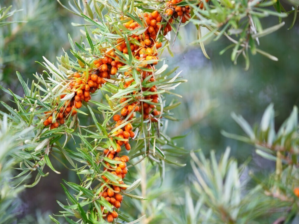 Облепиха Ароматная (Hippophae rhamnoides 'Aromatnaya')