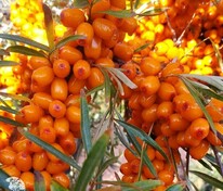 Облепиха Ароматная (Hippophae rhamnoides 'Aromatnaya')