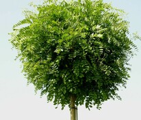 Акация шаровидная (Robinia pseudoacacia 'Umbraculifera')